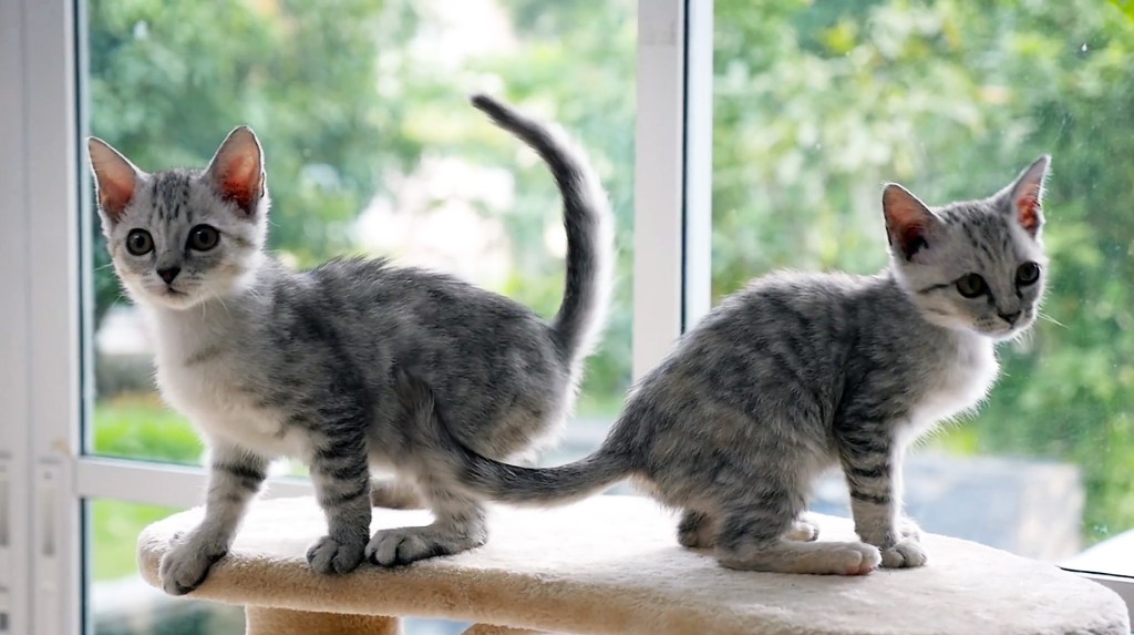 Two cats playing around